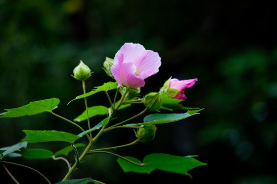 木芙蓉 芙蓉花