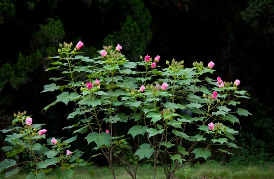 木芙蓉 芙蓉花