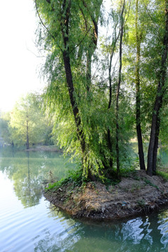 绿树林 池塘