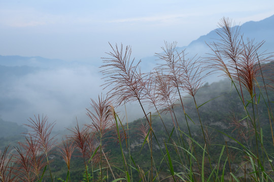 江堰紫坪铺芦苇