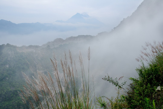 都江堰紫坪铺芦苇