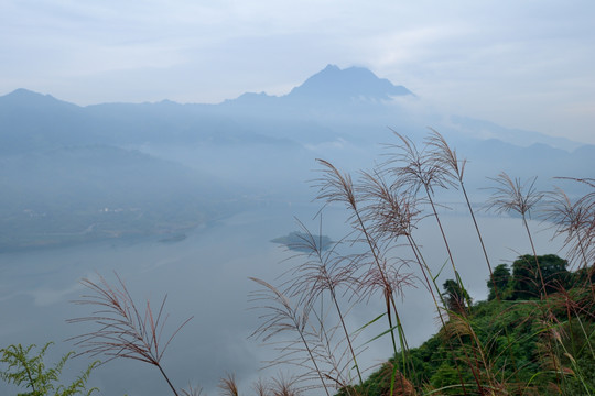 都江堰紫坪铺芦苇