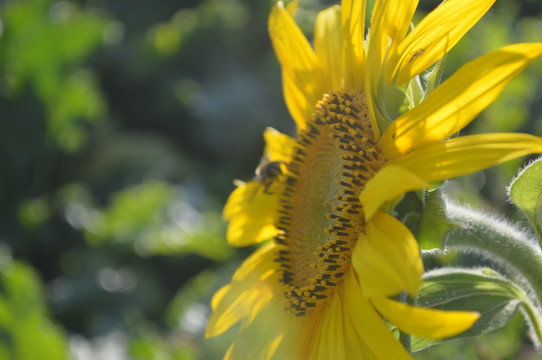 蜜蜂和向日葵