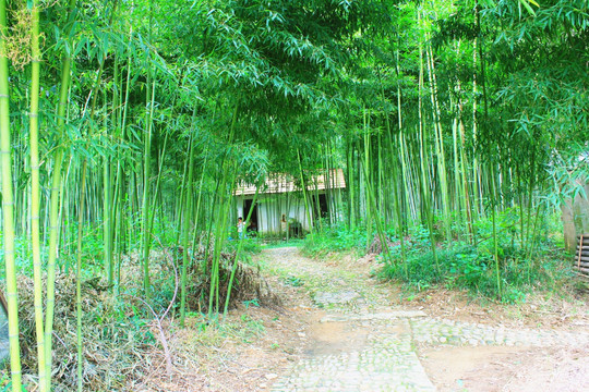 竹子 竹林 竹林人家