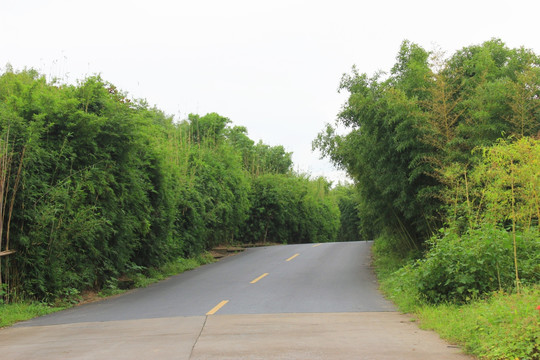 竹子 竹林大道