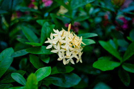 龍船花