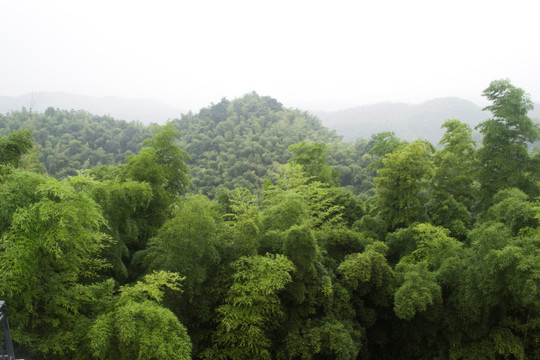 山景竹林