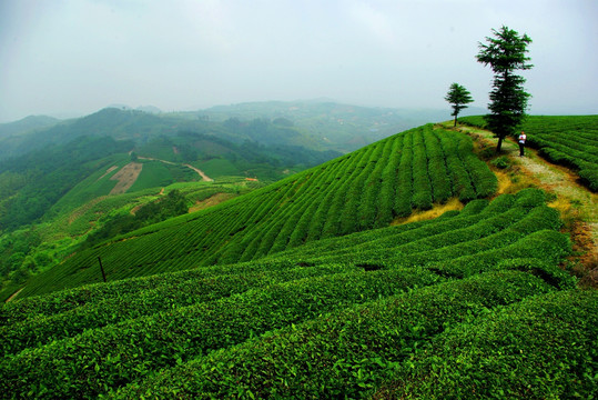 茶山