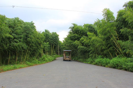 竹林 竹子 竹林大道