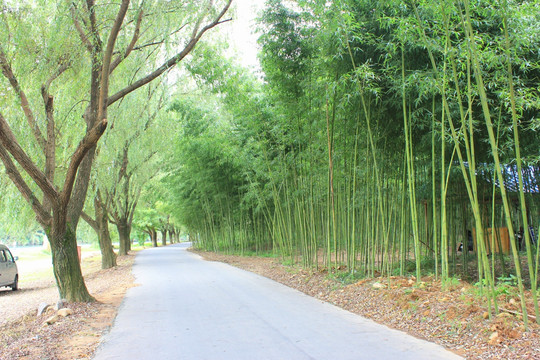 竹林 竹子 竹林大道