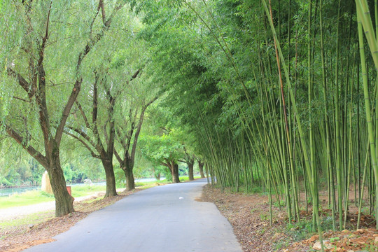 竹林 竹子 竹林大道