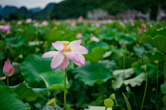 荷花