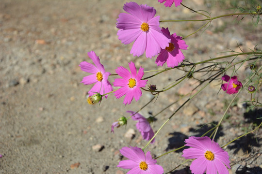 波斯菊