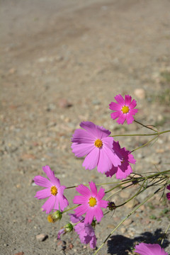 波斯菊