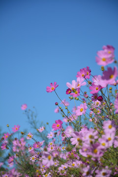 波斯菊