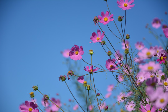 波斯菊