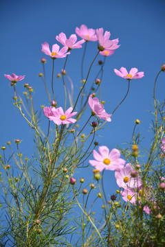 波斯菊