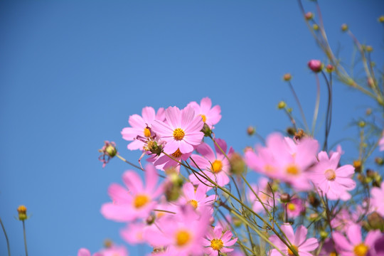 波斯菊