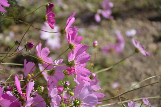 波斯菊