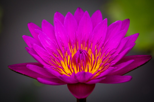 莲花 睡莲 花卉 植物 花草