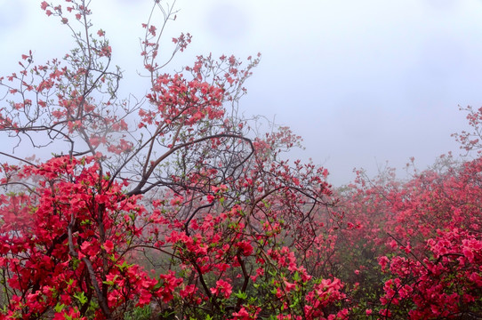 杜鹃花