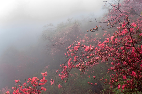 杜鹃花