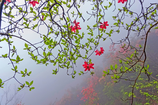 杜鹃花