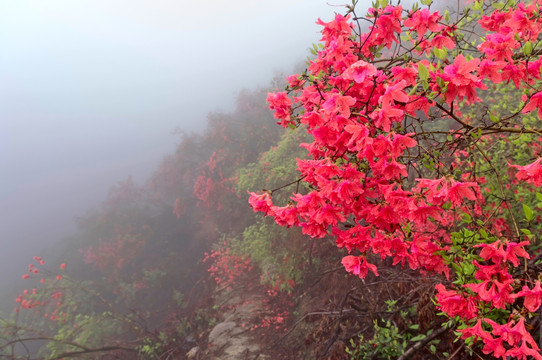 杜鹃花