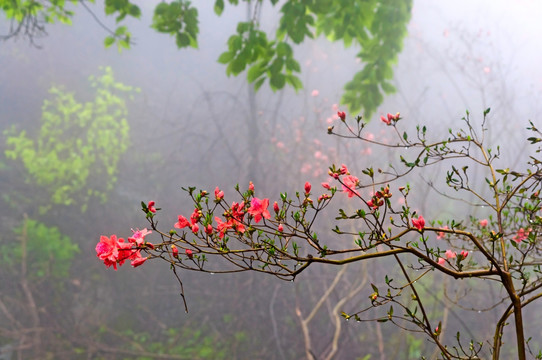 杜鹃花