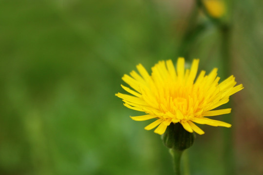 野菊花