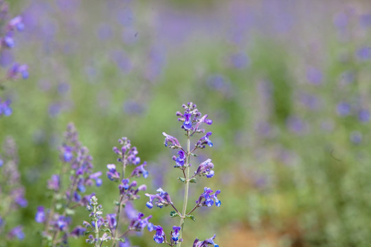 薰衣草 花草 花海 花木 花卉