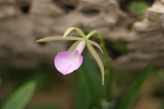 兰花（台湾）