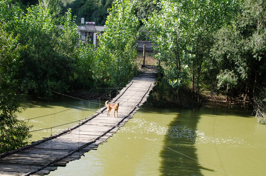 吊桥犬吠