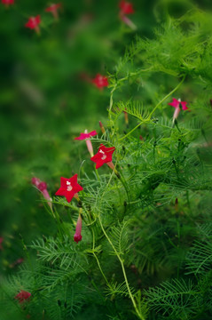 茑萝花 五角星花