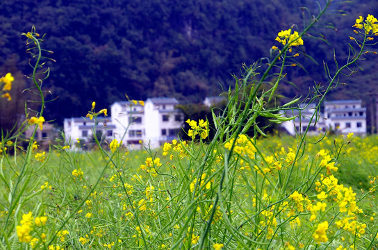 油菜花