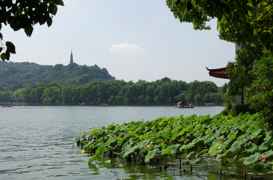 杭州西湖美景 樟树之下看湖山