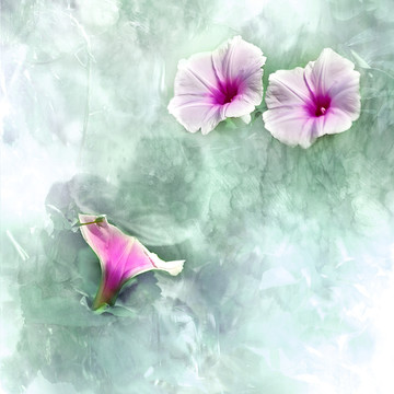 牽牛花 裝飾畫(huà)