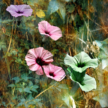 牽牛花 油畫(huà)
