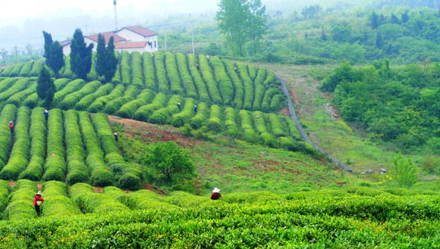 茶山