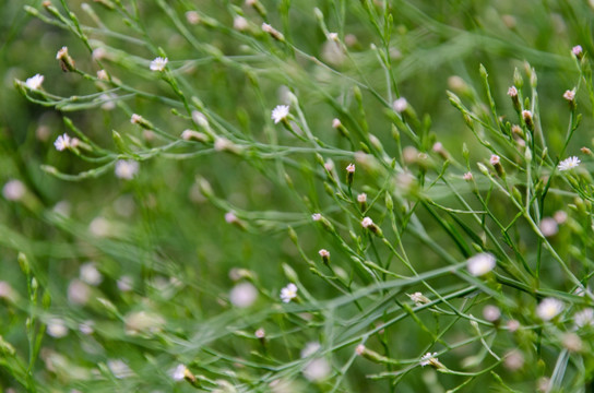 野草