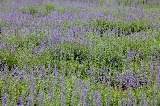 薰衣草 花草 花海 花木 花卉