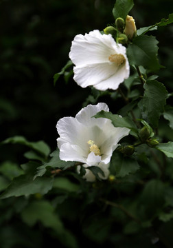 木芙蓉花