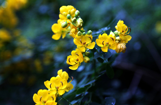 黄花槐花枝