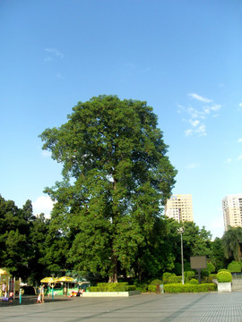 大树蓝天