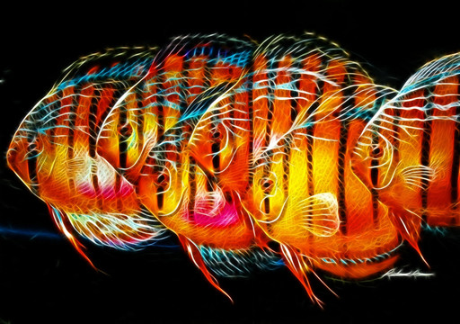 觀賞魚 裝飾畫
