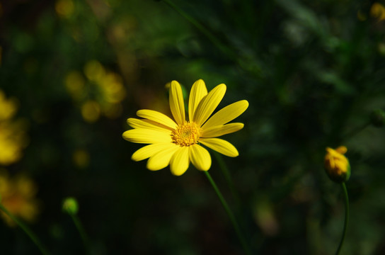 黄金菊