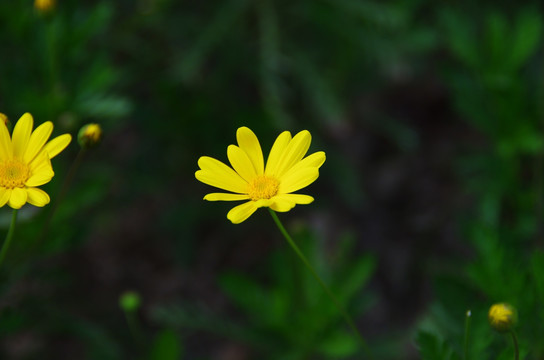 黄金菊