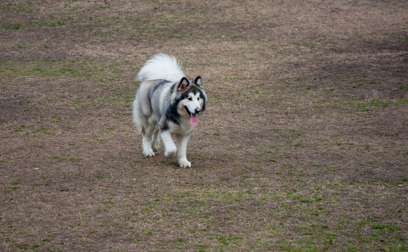 阿拉斯加犬