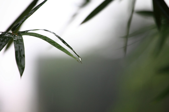 雨天柳葉