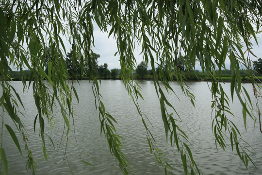 柳丝柳叶柳树池塘湖水